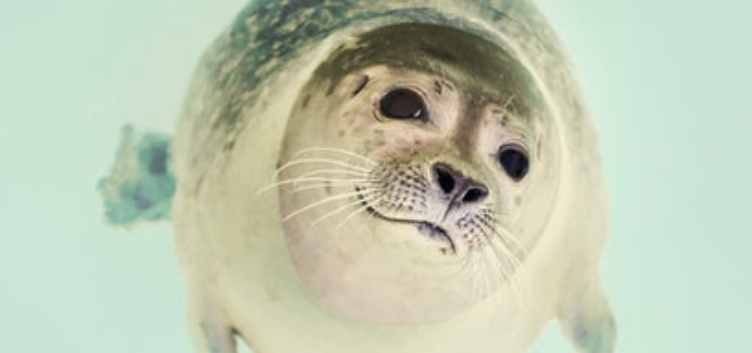 Een foto van een zeehond die lijkt in de camera te kijken