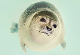 Een lieve zeehond die in de camera lijkt te kijken