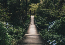 Een brug in een bos